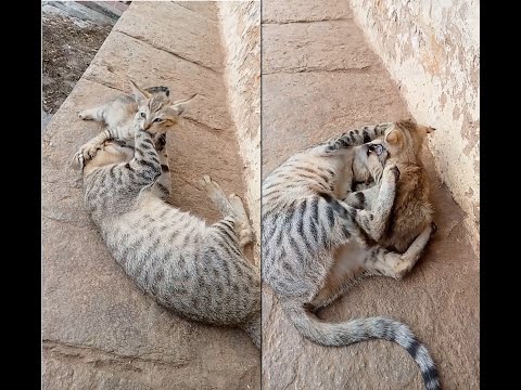 mother cat teaching kitten to hunt