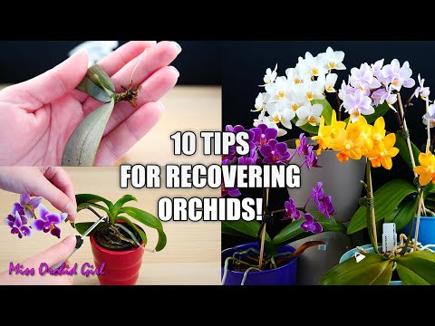 10 Tips that help Orchids recover from shock! - Orchid Tips for Beginners