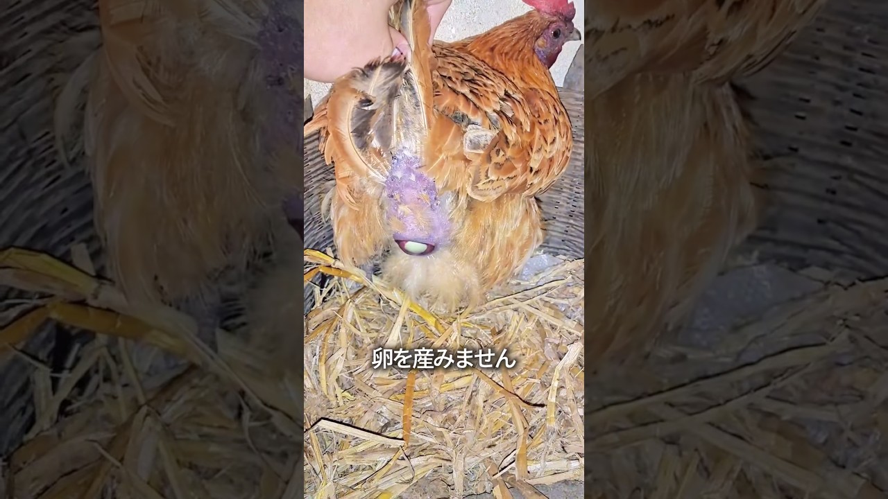 ニワトリが卵を産み続ける理由