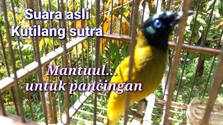 Download lagu SUARA ASLI KUTILANG SUTRA COCOK UNTUK PANCINGAN... mp3