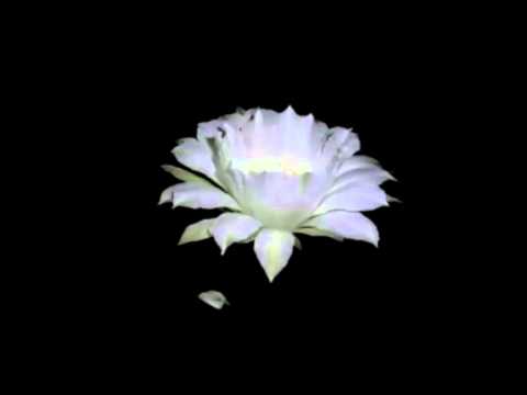 [BAUNS018] Brothers In Progress, Venditti Bros.- Rea Matter Official Trailer 11/08/2014 Out