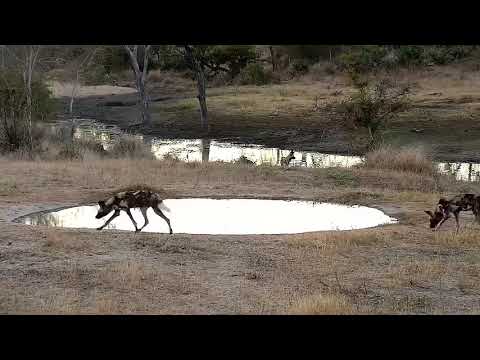 Djuma: African Wild/Painted Dogs on the hunt - 17:12 - 07/31/21