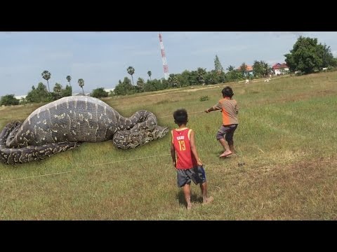 Wow! Children Catch A Big Snake With Bare Hand - How To Catch Snake In Cambodia