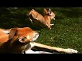 Chihuahua Puppy vs Peaceful Greyhound (SLOW MOTION)