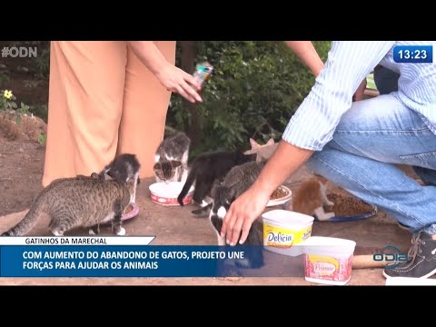 Projeto une forças para ajudar animais abandonados na Av. Marechal 14 04 2021