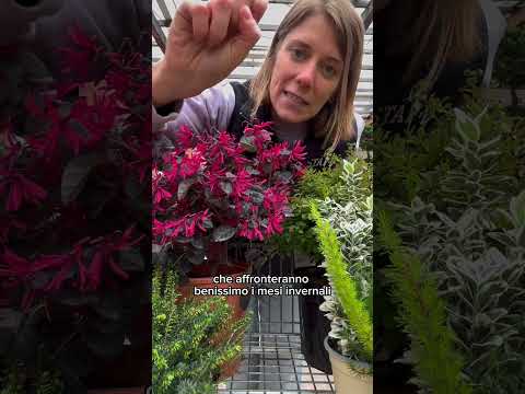 9 piante invernali da esterno resistenti al gelo