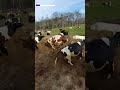 Een groene wei? Geef mij maar een zandbak!