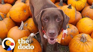 This Chocolate Lab And His Emotional Support Pumpkin | The Dodo by The Dodo