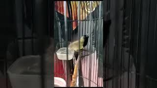 Download lagu Sogon gacor isian prenjak lumut #kicaumania #sogon #birds #burung #sogonmania #sorts #sogongacordor mp3 Download lagu Sogon gacor isian prenjak lumut #kicaumania #sogon #birds #burung #sogonmania #sorts #sogongacordor mp3