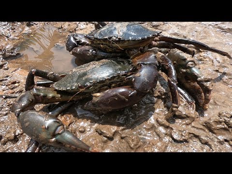 GIANT MUD CRAB Catching | Catching Mud Crab in the Mangroves | Find Giant Mud Crab In Dark Beach