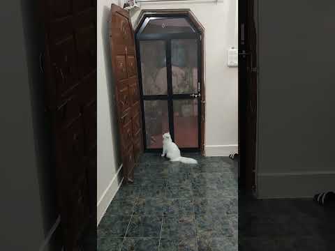 spider man or spider cat lily?