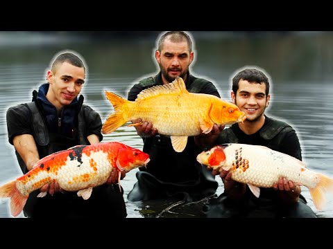 Netting a Lake FULL of BIG CARP!