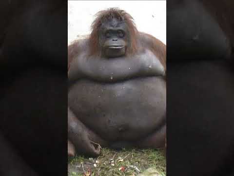 big black monkey but sped up or just other version 🐵🐵🐵🐵 #meme #funny #animal