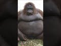 Big Black Monkey But Sped Up Or Just Other Version Meme Funny Animal