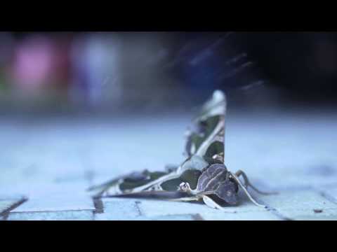 Eumorpha pandorus   Army camouflage moth