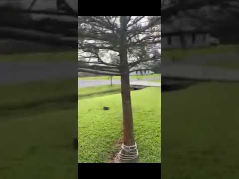 Dog catches Cat out the Sky in amazing video