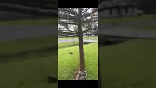 Dog catches Cat out the Sky in amazing video