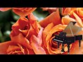 ERNESTO CORTAZAR - WITH YOU 
