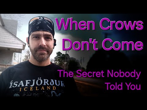 How to Attract Crows - Making Friends With Crows - Learn Stuff With Onen
