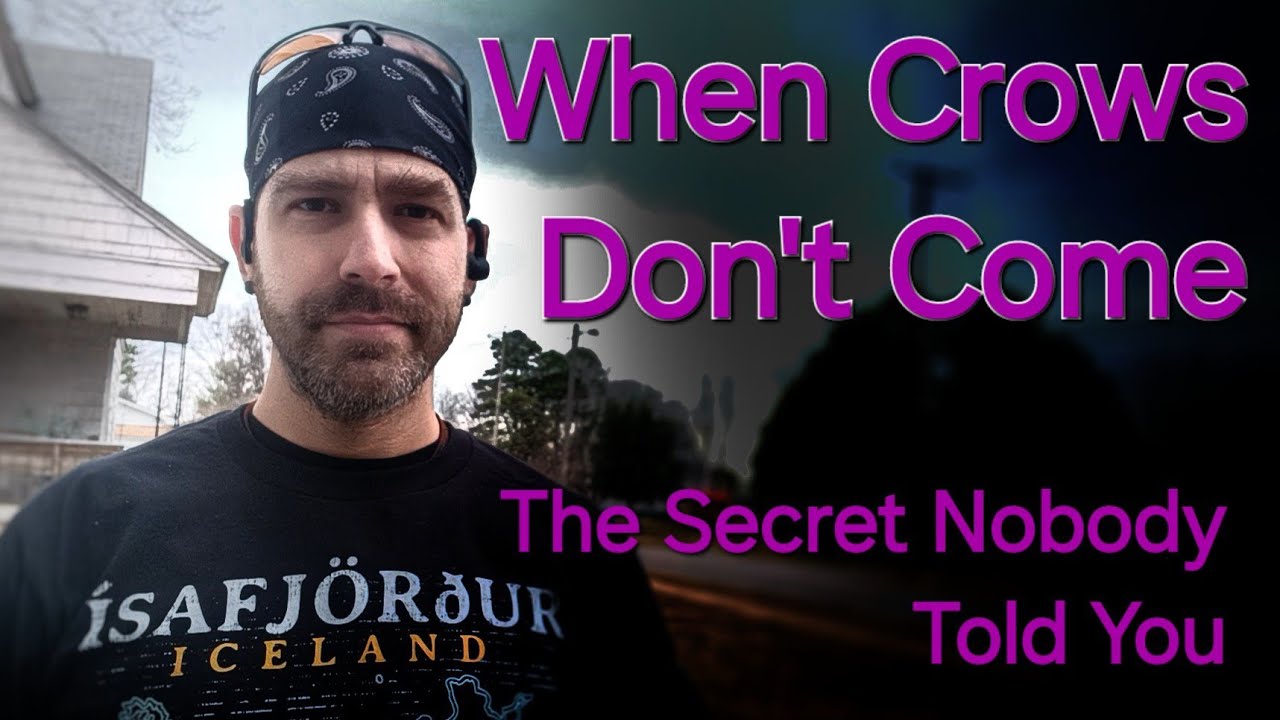 How to Attract Crows - Making Friends With Crows - Learn Stuff With Onen
