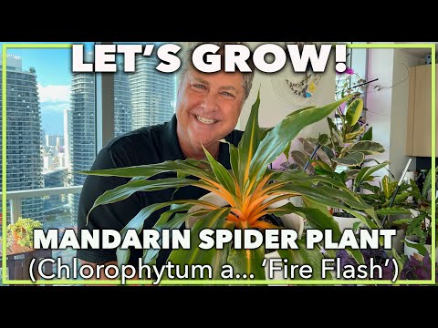 , title : 'HOW TO GROW MANDARIN SPIDER PLANT:  Tips & detailed care instructions for this colorful house plant