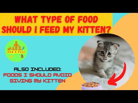 What type of food should I feed my kitten? | What are the foods I should avoid giving my kitten?