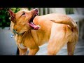 Funny Dogs Funny Stupid Dogs Full Funny Pets