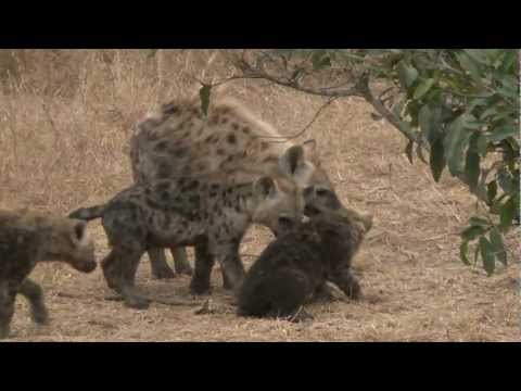 fighting hyena pups.mov