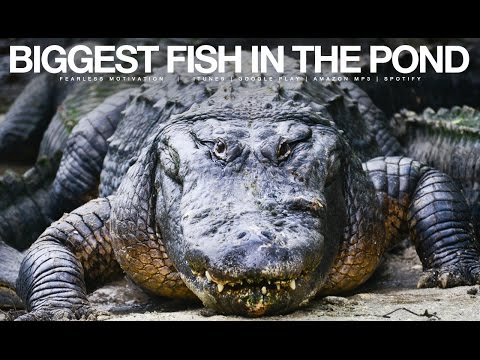 YouTube video about: What is the stute fish's motivation?