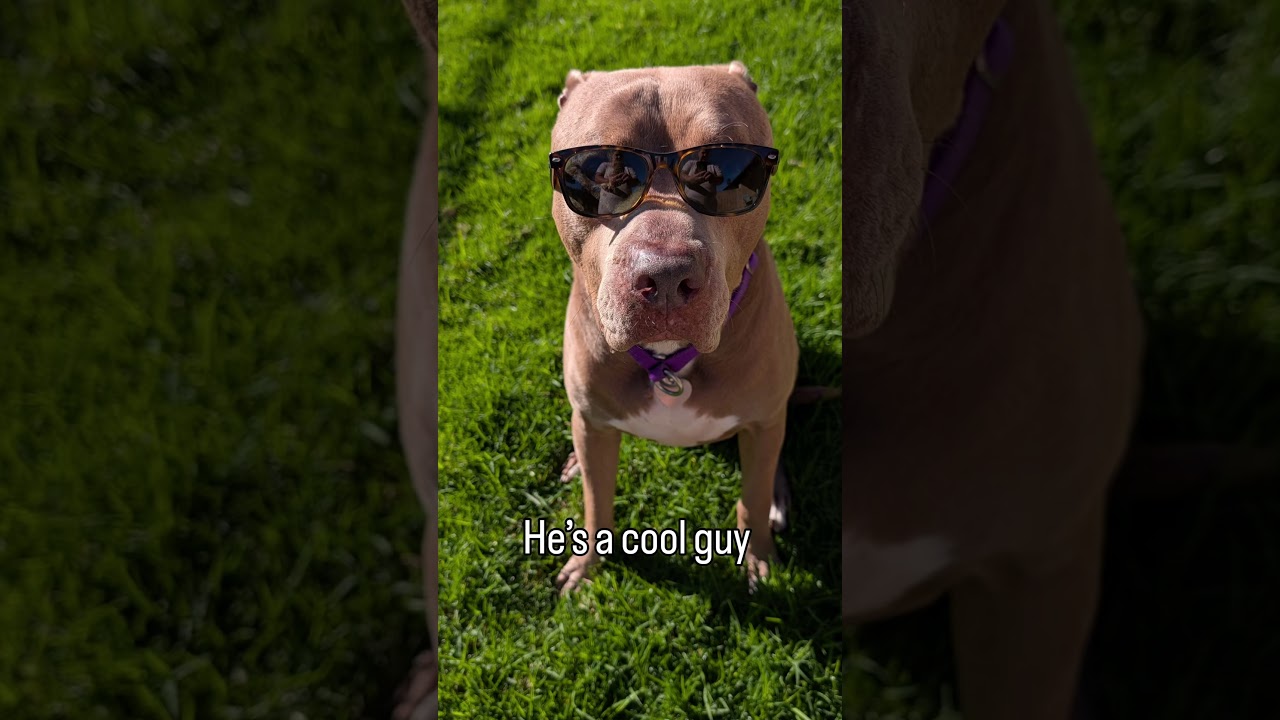 Enlarge Perry, a Adoptable Pit Bull Terrier in Los Angeles, CA video 6/6