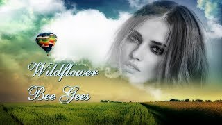 Bee Gees - Wildflower  Tradução