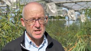 The Navigator Company - A Planta Melhorada de Eucalipto