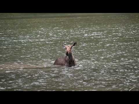 Fishercap Lake 180630 - She approached, curious