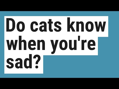 Do cats know when you're sad?