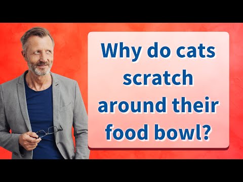 Why do cats scratch around their food bowl?