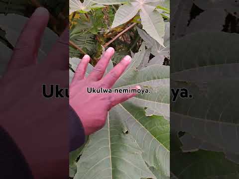 Ukulwa nemimoya evala impumelelo‼️‼️