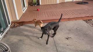 Video preview image #1 Chihuahua-Unknown Mix Puppy For Sale in Minneapolis, MN, USA