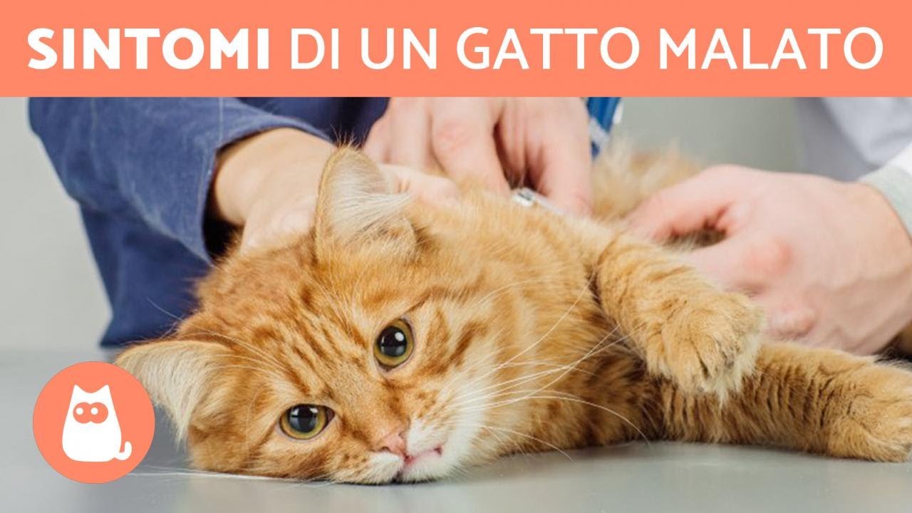 Come CAPIRE se il GATTO è MALATO 😿 (9 sintomi)