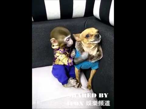 Quando o macaco vai brincar com o cachorro