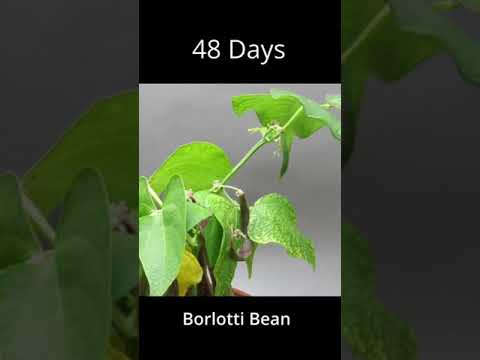 How To Grow Borlotti Bean Plant 46 Second Time Lapse Video #shorts