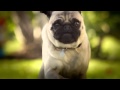 1618 Best Commercial Doritos Spicy Nacho HD Funny Pug Commercials TV Ads