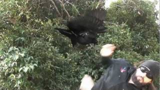 FRENZAL RHOMB: BIRD ATTACK