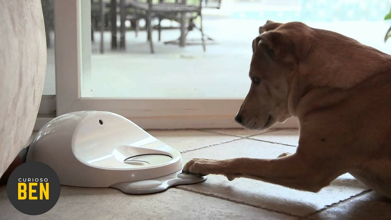 7 Accesorios Para Tu Mascota Que Debes Comprarle Ahorita