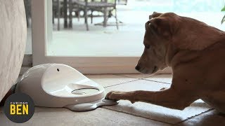 7 Accesorios Para Tu Mascota Que Debes Comprarle Ahorita