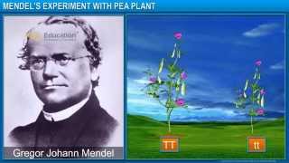 CBSE X Heredity and Evolution - Mendel's Experiments with Pea Plants