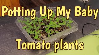 Potting Up The Tomato Babies! New Method!