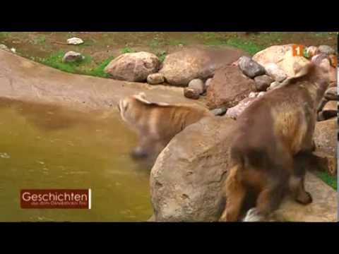 Geschichten aus dem Osnabrücker Zoo -- Breisbären / Hybridbären