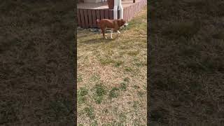 Video preview image #1 Bogle Puppy For Sale in Wakefield, RI, USA