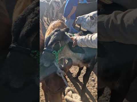 mostrando el tiangue de San Rafael Cedros, Cuscatlán