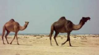 preview picture of video 'Camels near Um Bab Qatar'